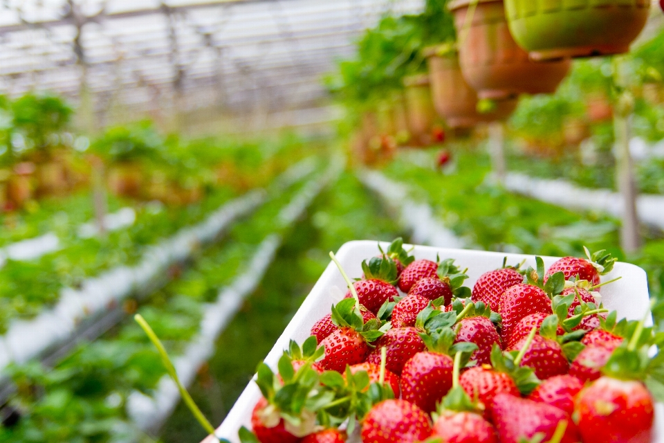 Pianta campo azienda agricola frutta