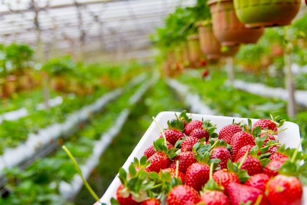 Plant field farm fruit Photo