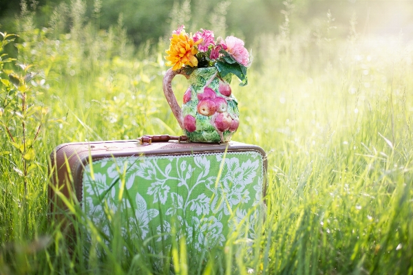 自然 草 アウトドア 植物 写真