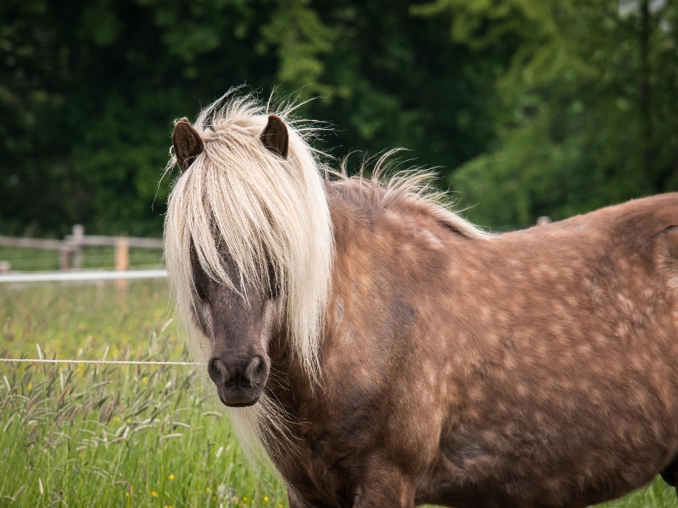 Herbe cultiver faune zoo