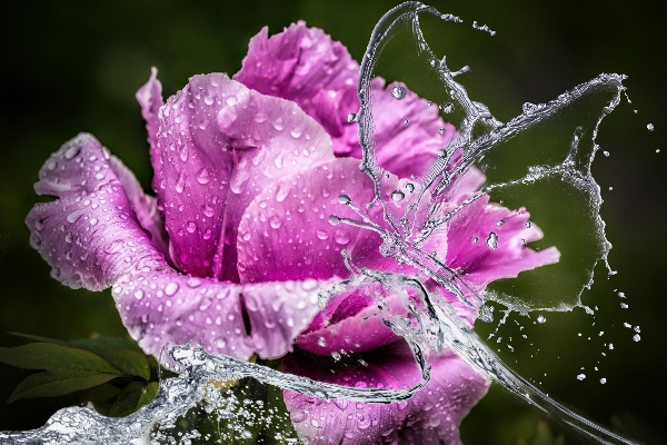 Foto Acqua natura ramo fiore