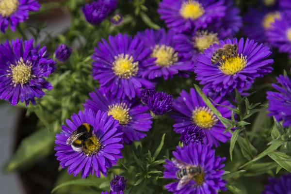 Foto Natura fiore pianta petalo