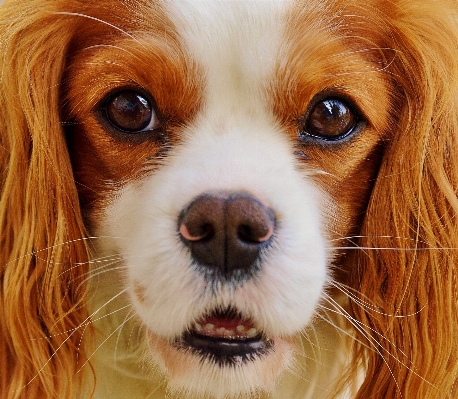 Foto Bianco cane animale carino