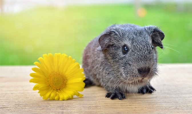 Foto Animale carino domestico ritratto