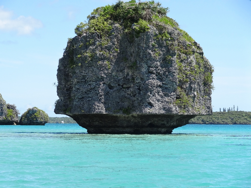 Sea coast tree rock