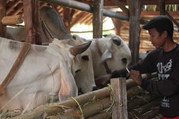 Cattle villager dairy cow indonesian people Photo