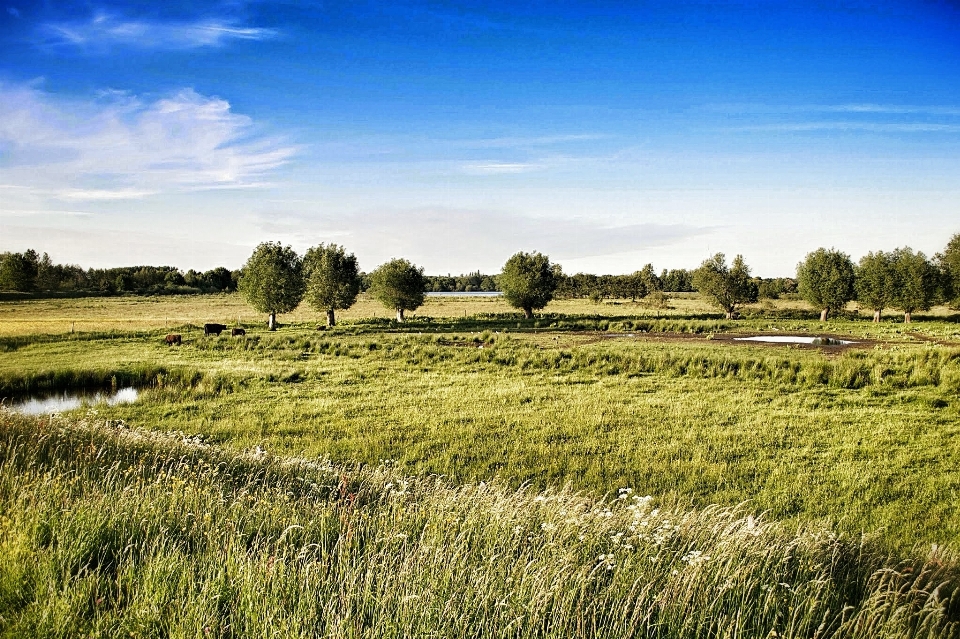 Paysage arbre nature herbe