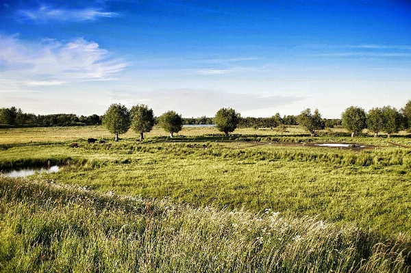 Landscape tree nature grass Photo