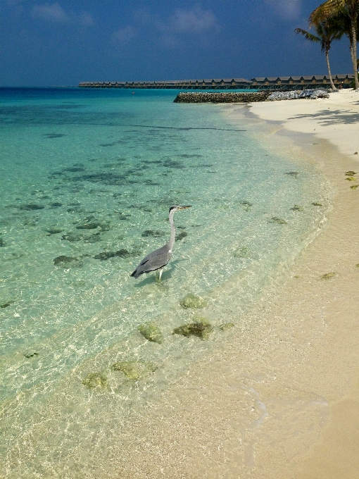 Strand meer küste sand