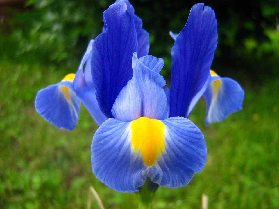 Plant meadow flower petal