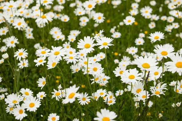 Grass plant white field Photo