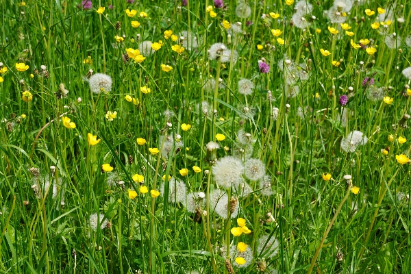 Natur gras anlage feld Foto