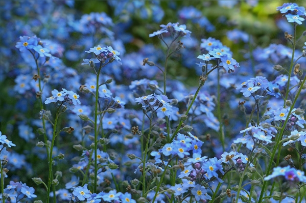 Foto Florecer planta prado
 flor