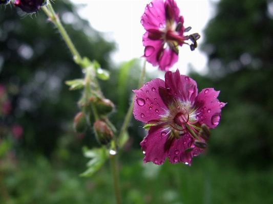 Water nature blossom plant Photo