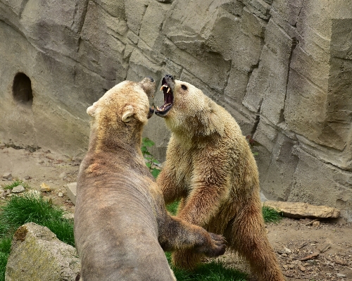 Bear wildlife zoo foot Photo