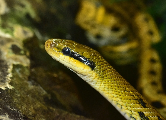 Nature animal wildlife zoo Photo