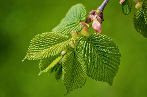 Tree nature branch plant Photo