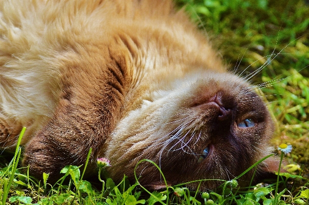 Foto Erba dolce carino animali selvatici