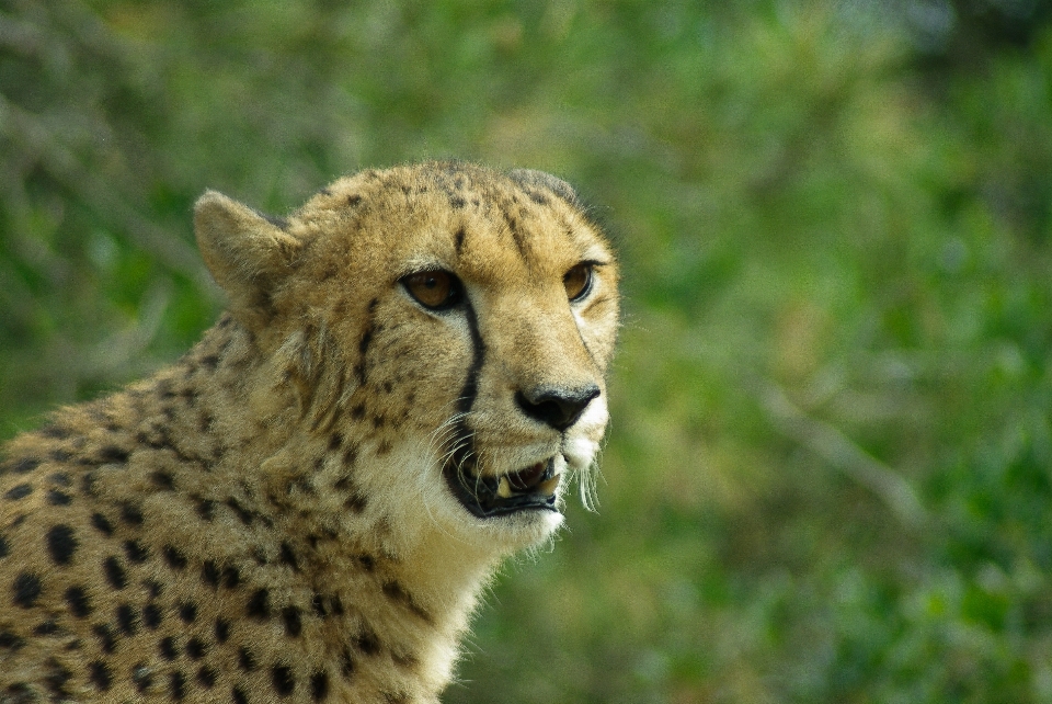 野生動物 ネコ科の 哺乳類 fauna