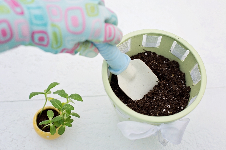 été nourriture printemps produire