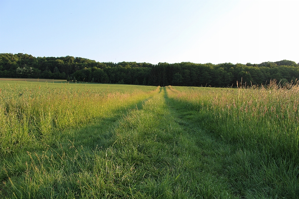 Landschaft gras sumpf
 anlage