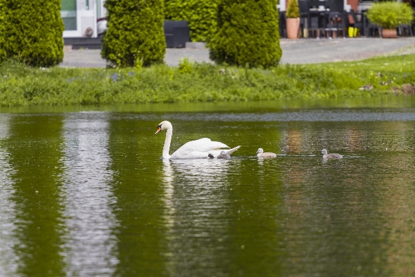 Water nature bird white Photo