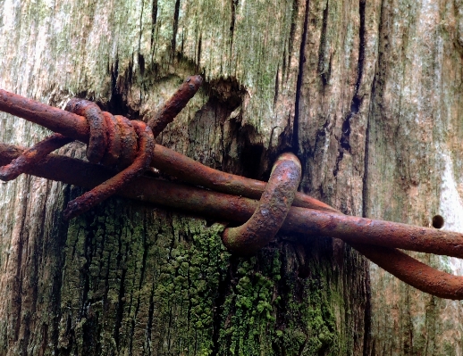 Tree nature forest branch Photo