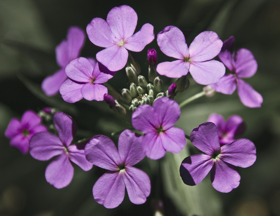 Florescer plantar flor roxo