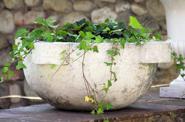 Plant flower pot stone Photo