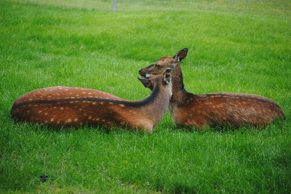 Grass meadow prairie animal Photo