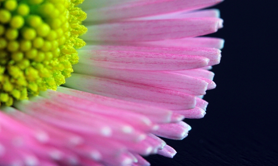 Nature blossom plant photography