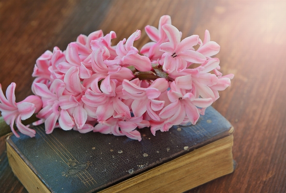 Book light plant wood Photo