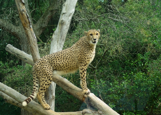 Foto Animali selvatici zoo felino mammifero