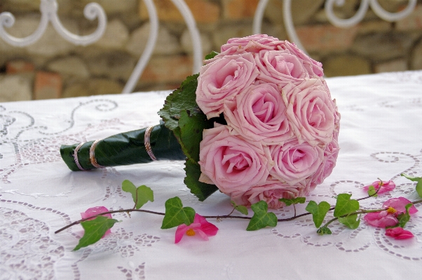 Plant flower petal pink Photo