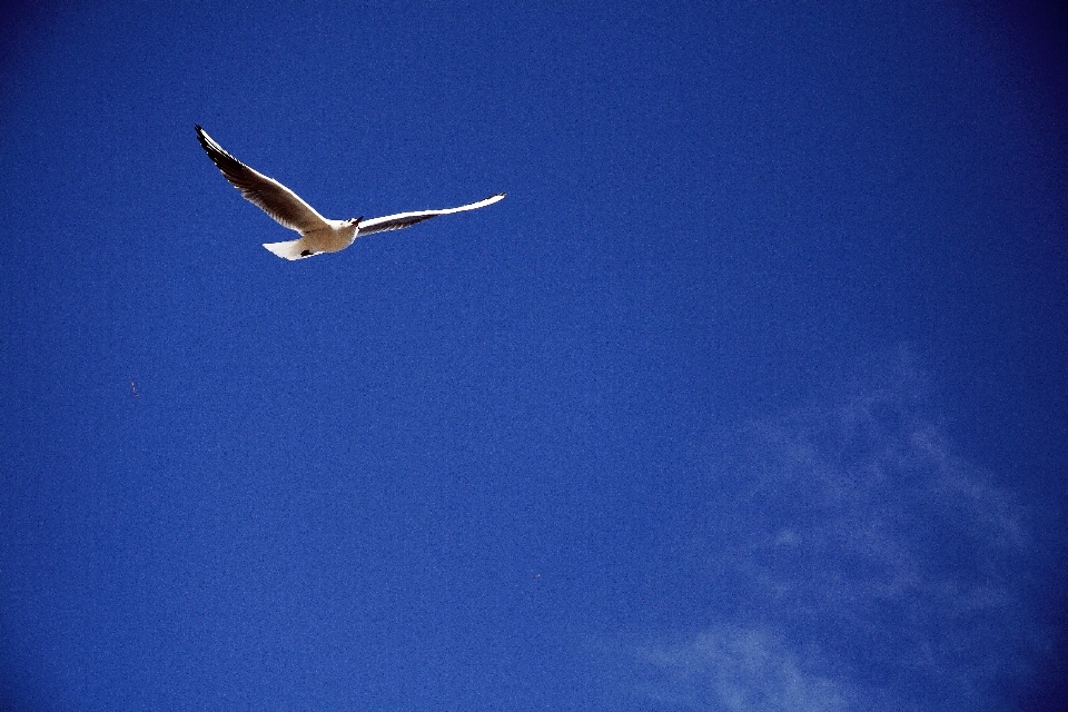 Meer natur vogel flügel