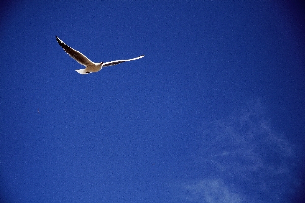 Sea nature bird wing Photo