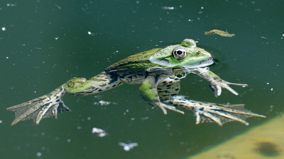 Montre nature nager la biologie