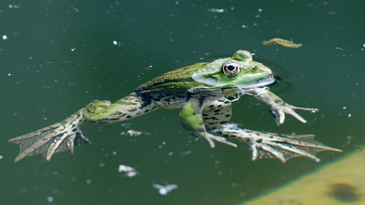 時計 自然 泳ぐ 生物学 写真