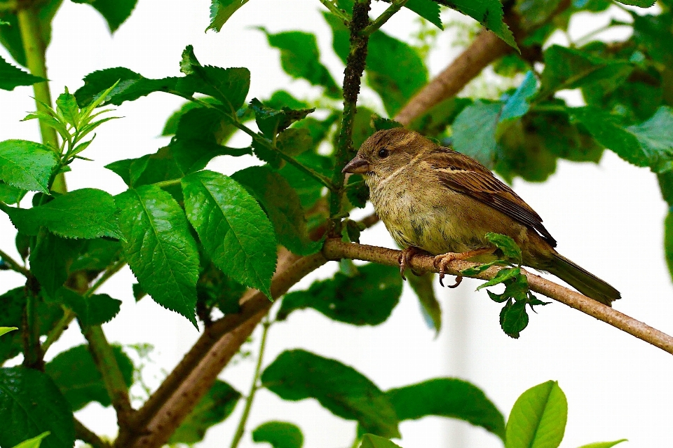 Nature branch bird wildlife