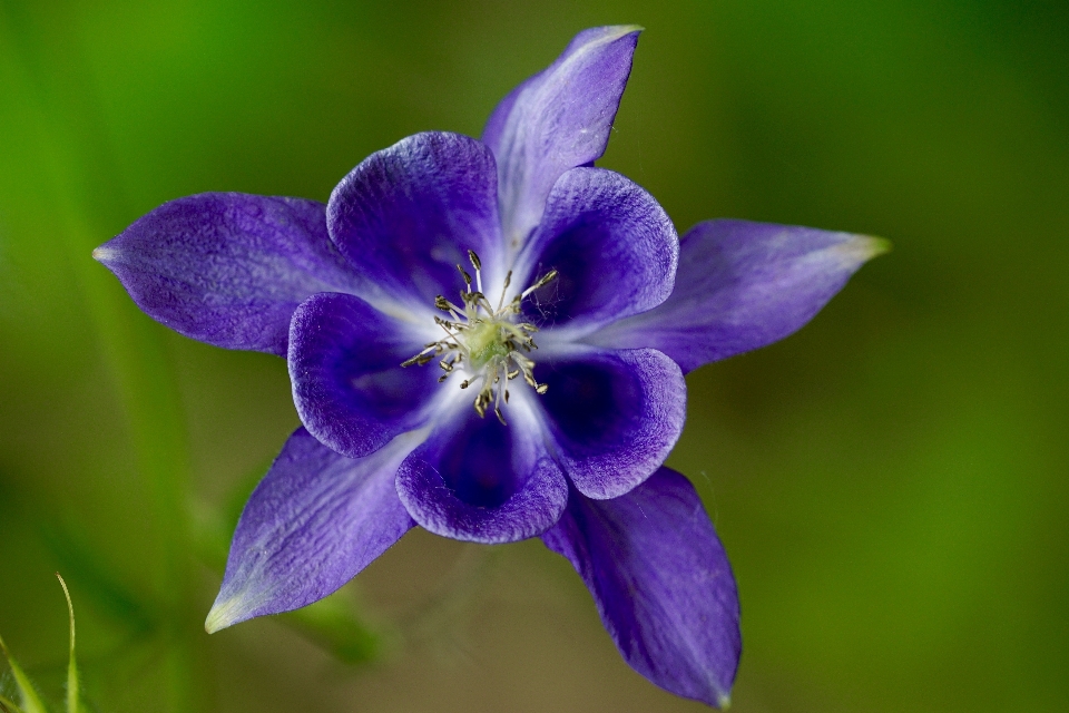 Naturaleza florecer planta flor