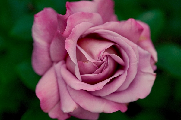 Nature plant flower purple Photo