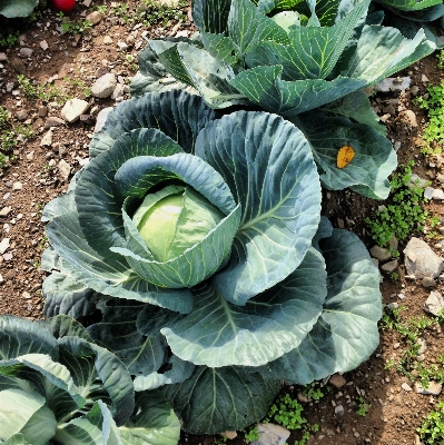 Nature plant farm leaf Photo