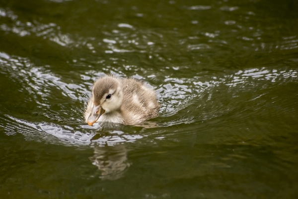 Water bird white play Photo