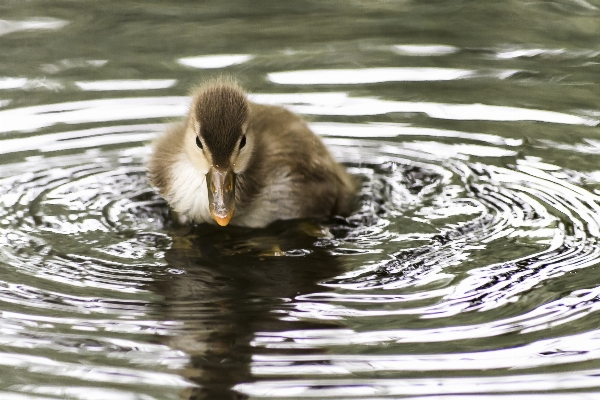 Water bird white play Photo