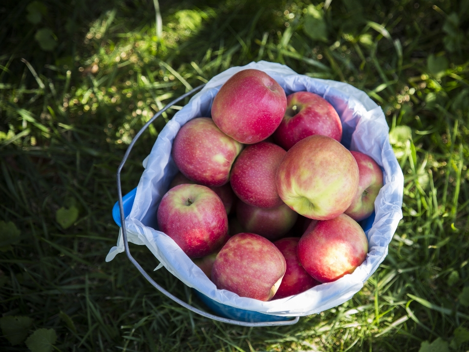 Apple природа растение ферма