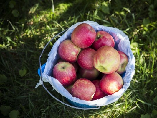 Apple nature plant farm Photo