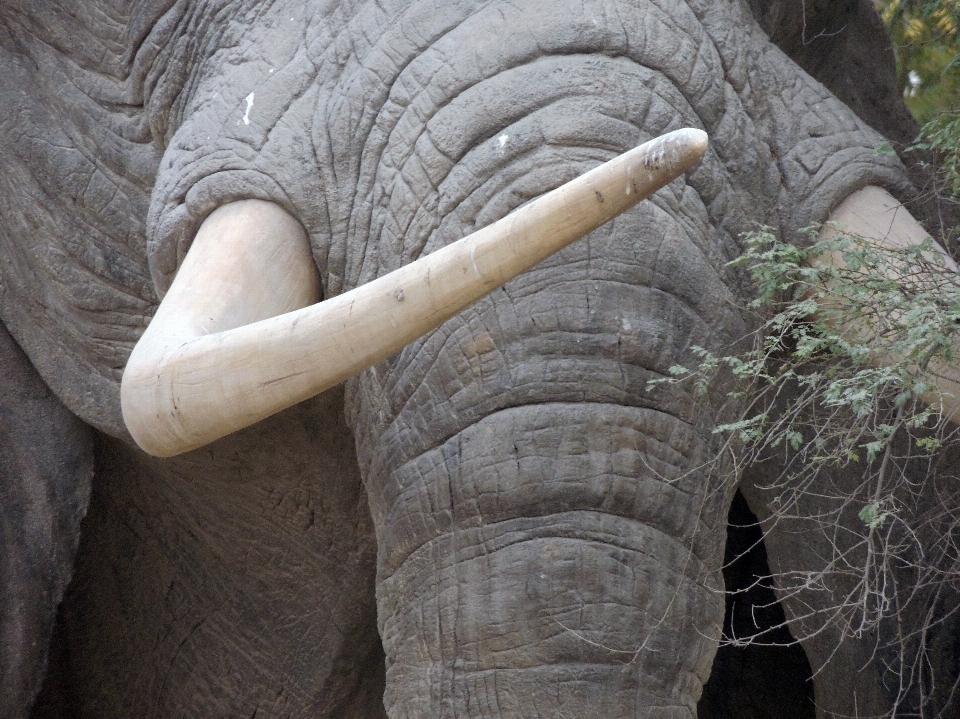 自然 森 木 野生動物