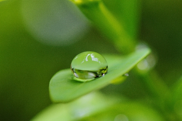 Water nature grass drop Photo