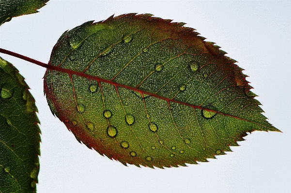 Tree nature branch plant Photo