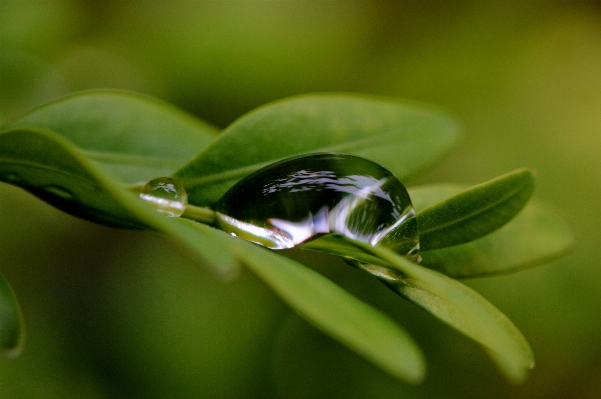 Water nature grass branch Photo